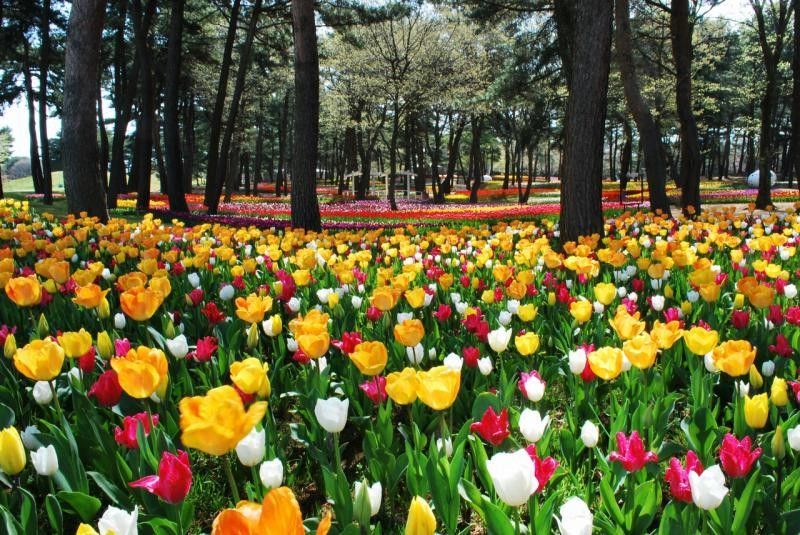 Тюльпаны в национальном парке Хитачи